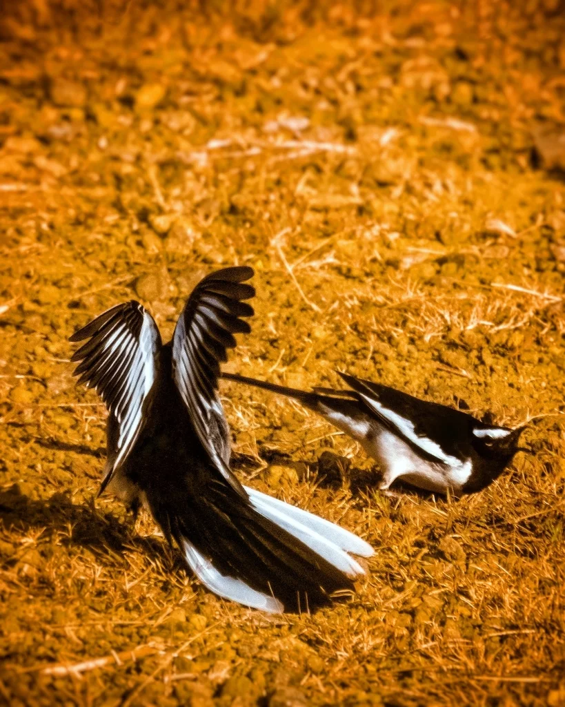 大斑鹡鸰(Motacilla maderaspatensis)