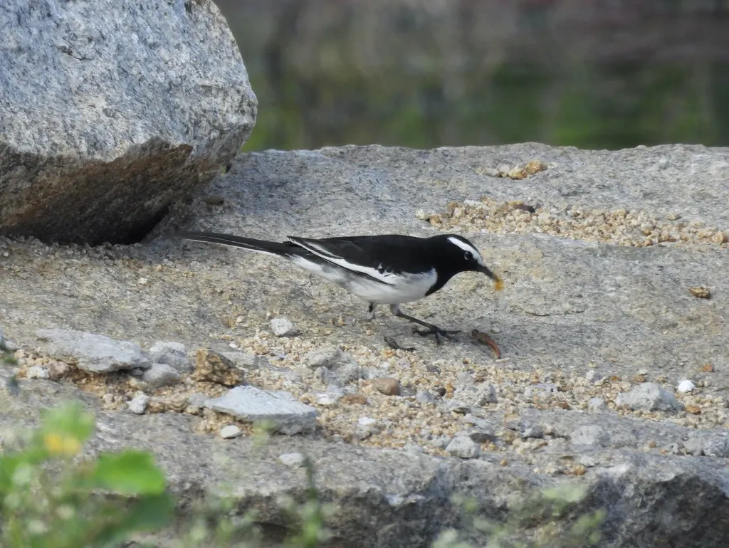 大斑鹡鸰(Motacilla maderaspatensis)