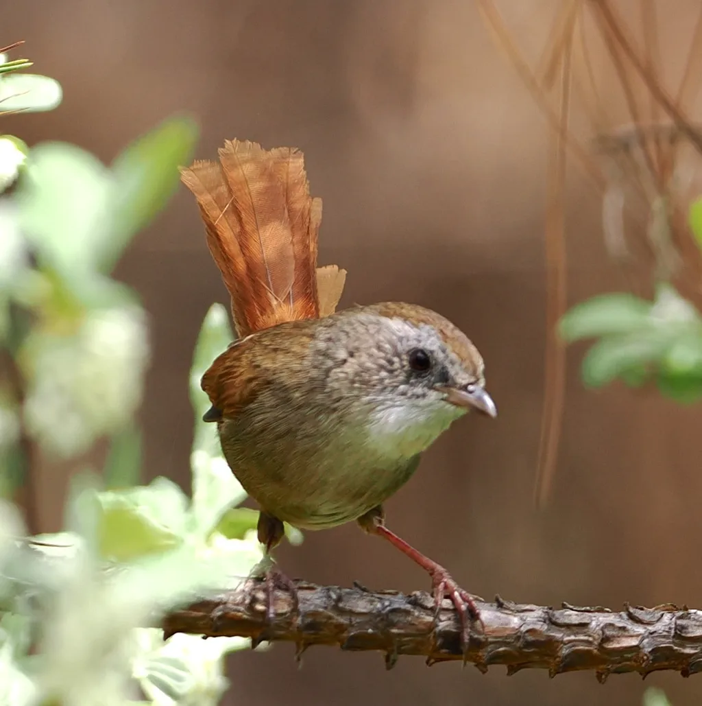 宝兴鹛雀(Moupinia poecilotis)