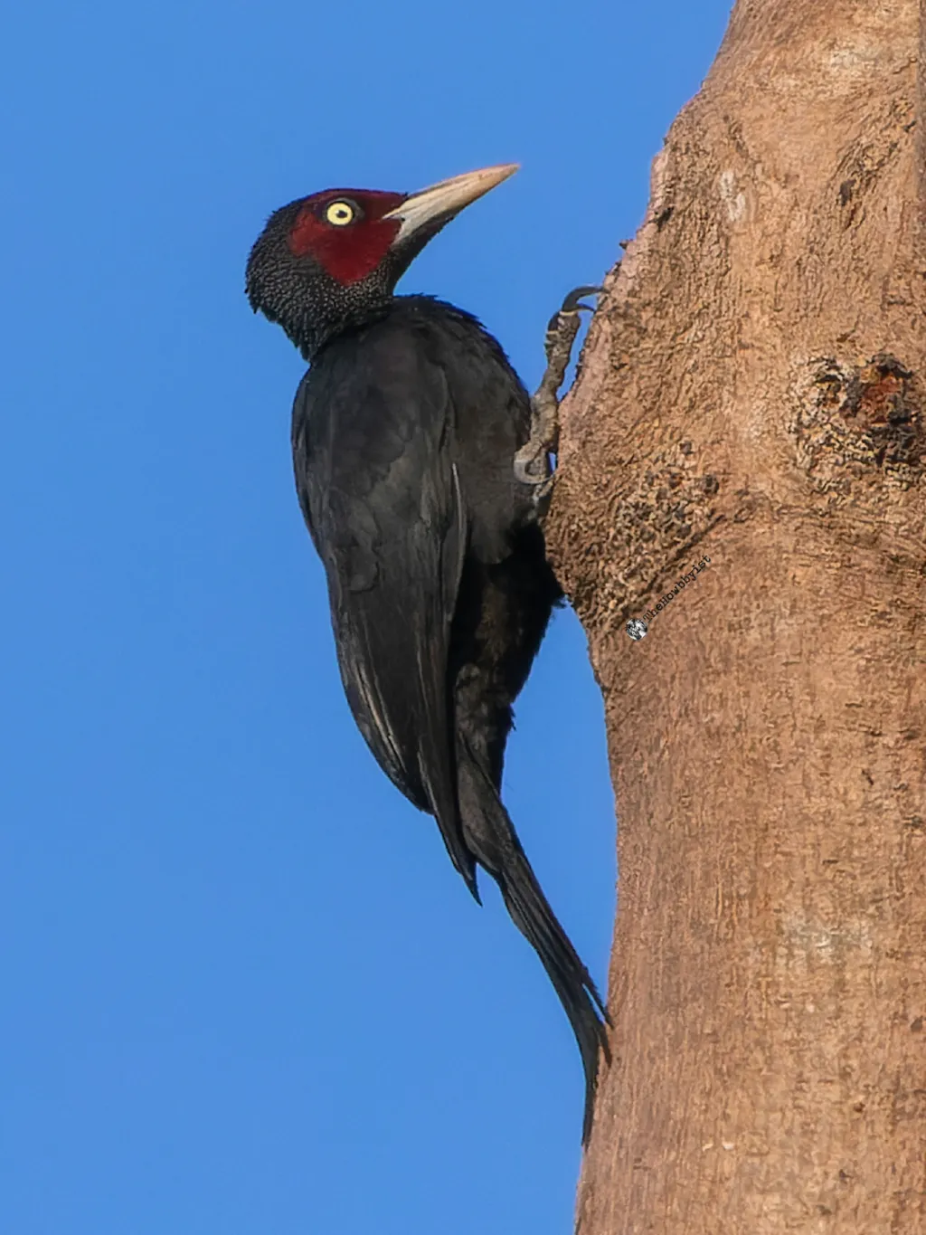 乌啄木鸟(Mulleripicus funebris)