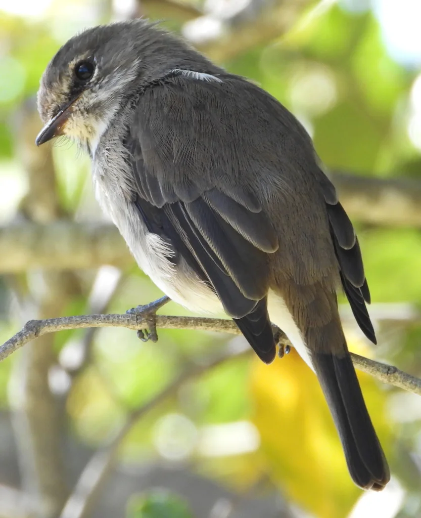 暗鹟(Muscicapa adusta)