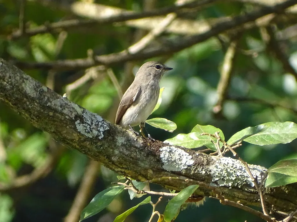 暗鹟(Muscicapa adusta)