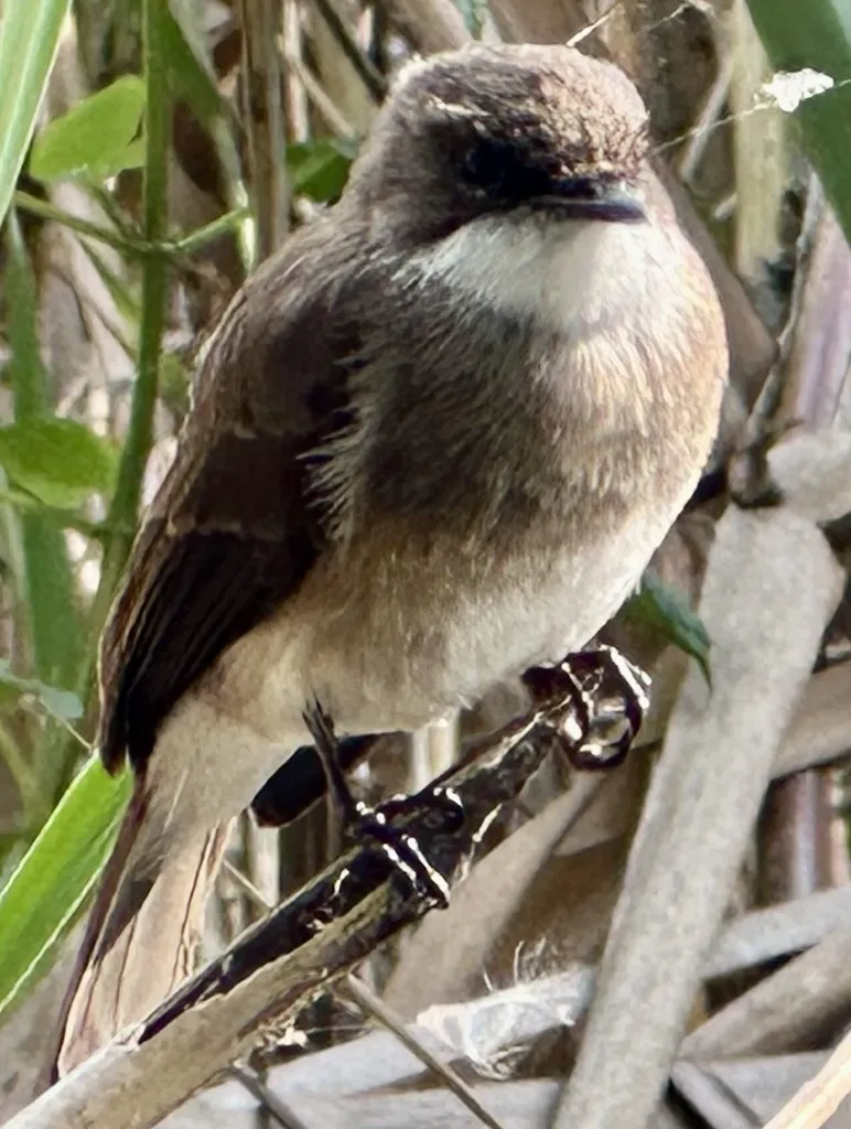 泽鹟(Muscicapa aquatica)