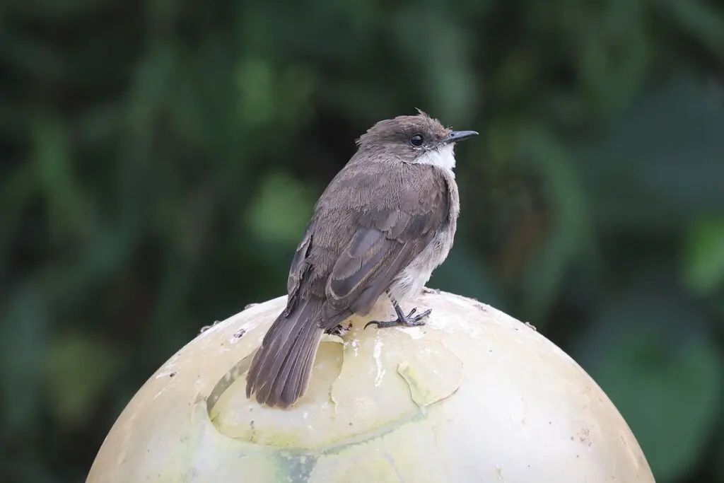 泽鹟(Muscicapa aquatica)