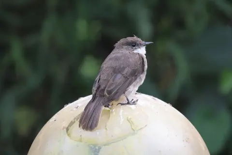 泽鹟
