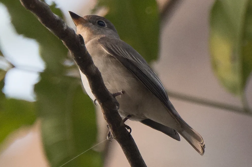 北灰鹟(Muscicapa dauurica)