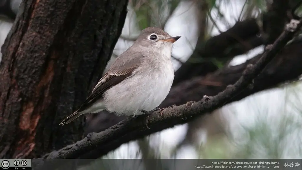 北灰鹟(Muscicapa dauurica)