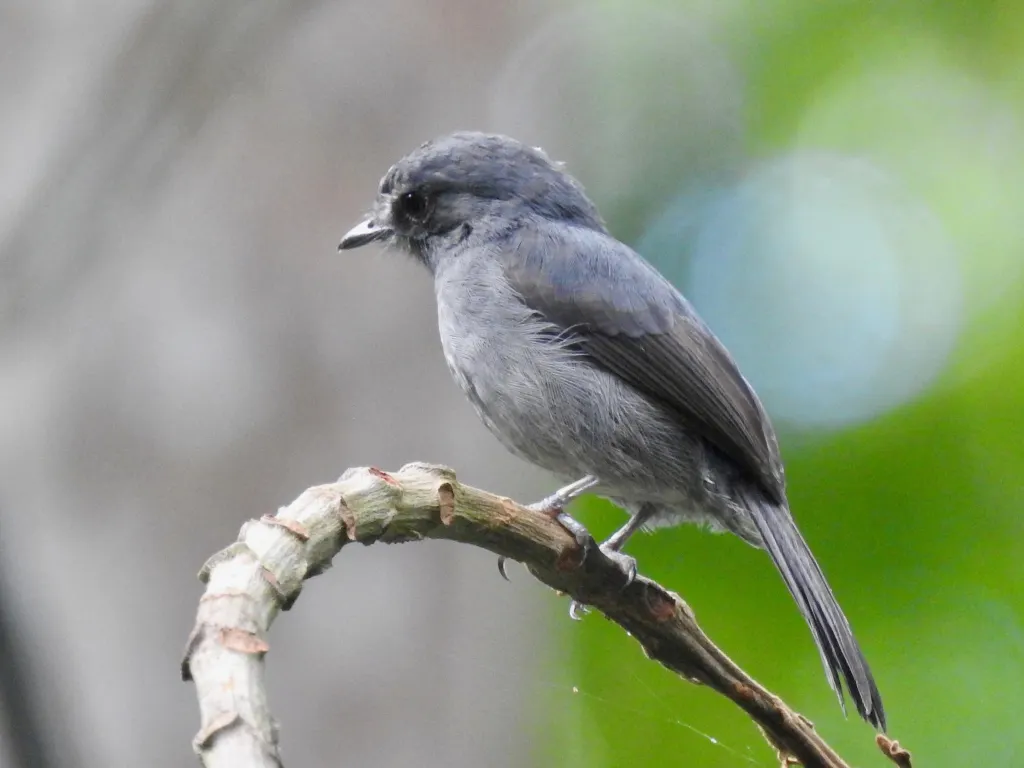 小灰鹟(Muscicapa epulata)
