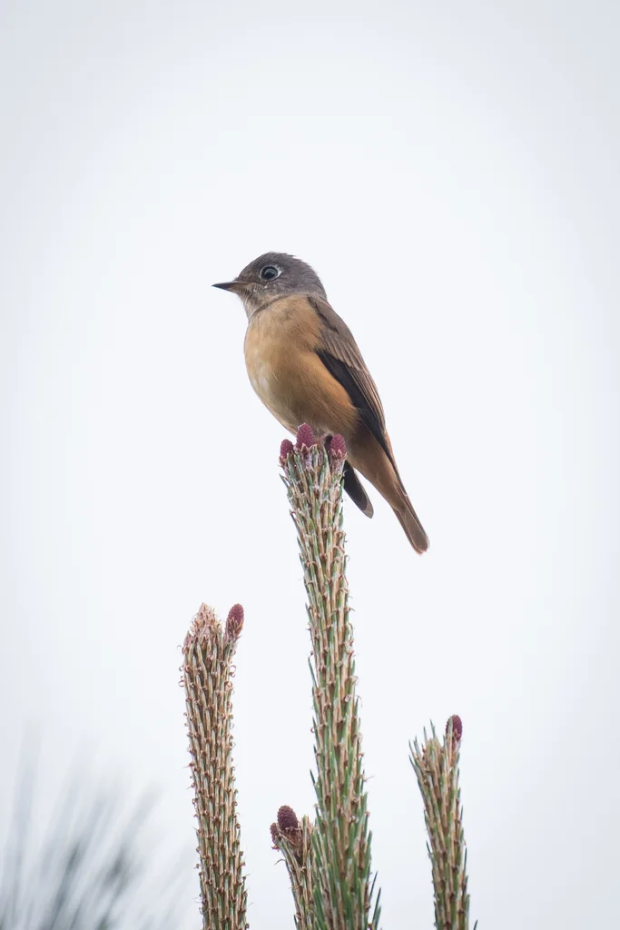棕尾褐鹟(Muscicapa ferruginea)