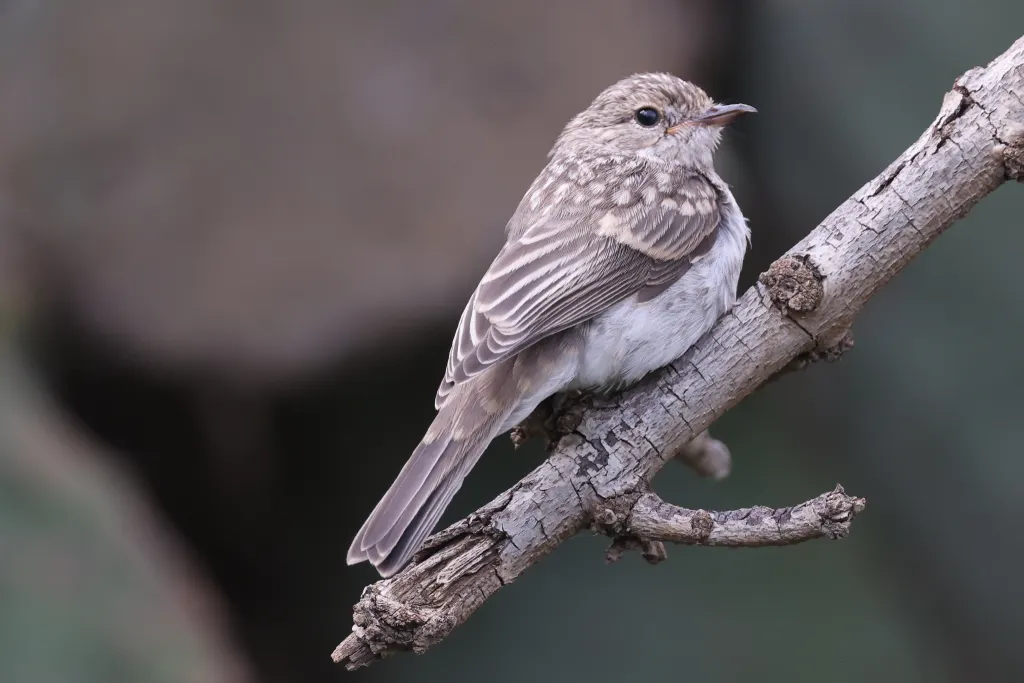 褐背斑鹟(Muscicapa gambagae)