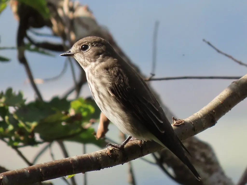 灰纹鹟(Muscicapa griseisticta)