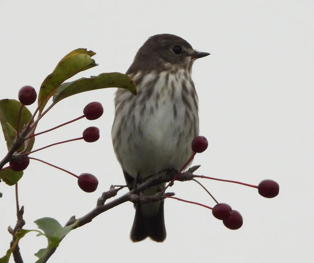 灰纹鹟(Muscicapa griseisticta)