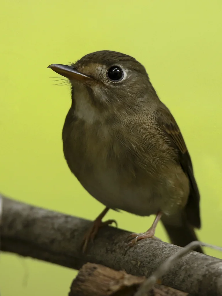 褐胸鹟(Muscicapa muttui)