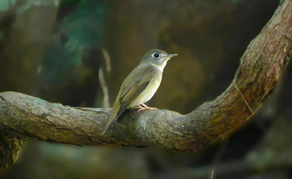 褐胸鹟(Muscicapa muttui)