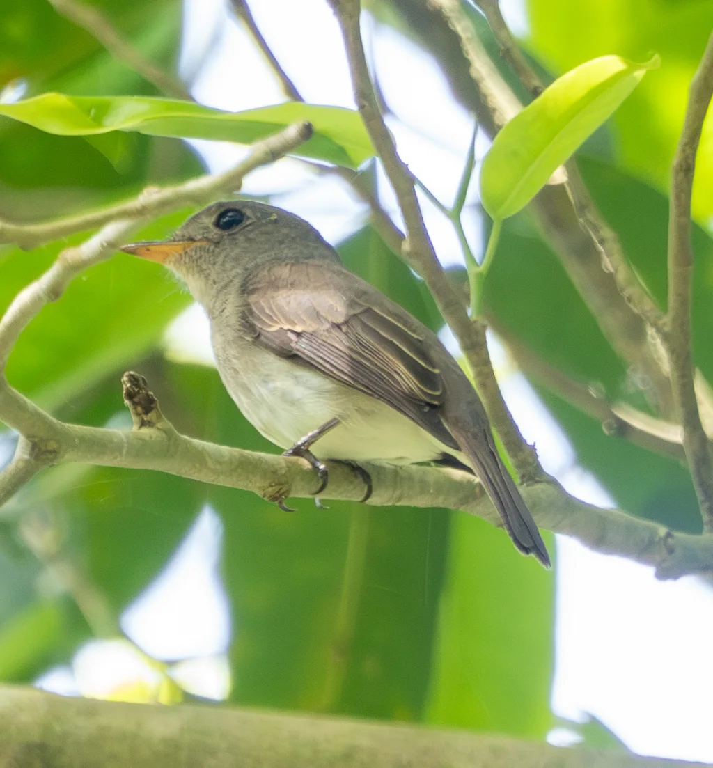 灰胸鹟(Muscicapa randi)