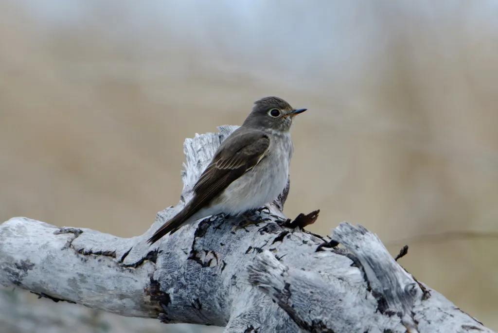 乌鹟(Muscicapa sibirica)