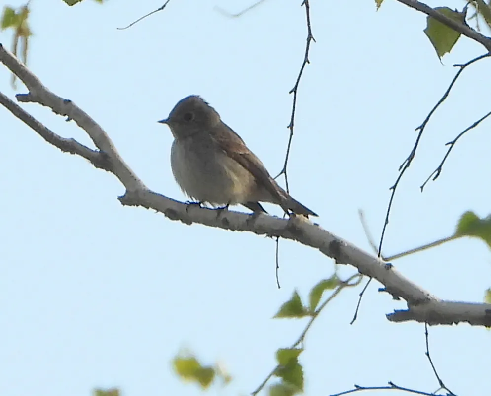 乌鹟(Muscicapa sibirica)