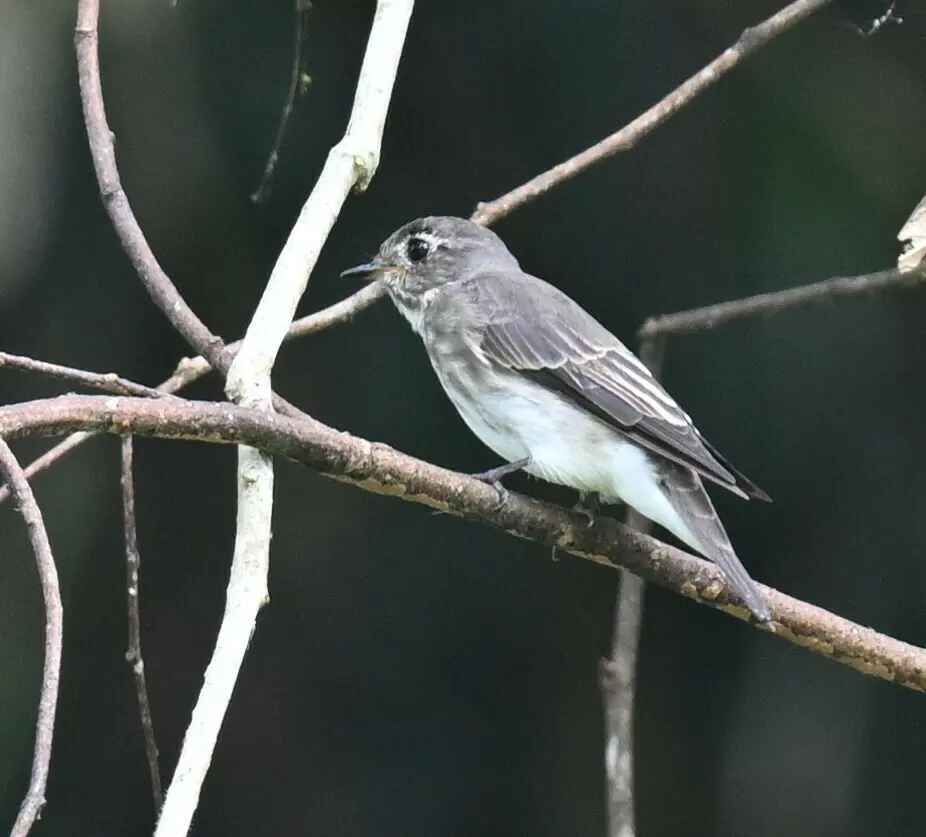 乌鹟(Muscicapa sibirica)