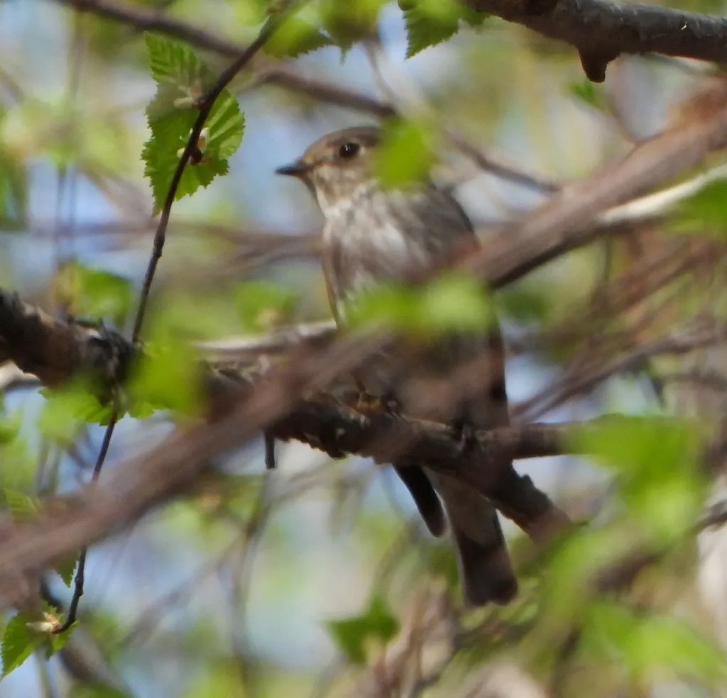 乌鹟(Muscicapa sibirica)