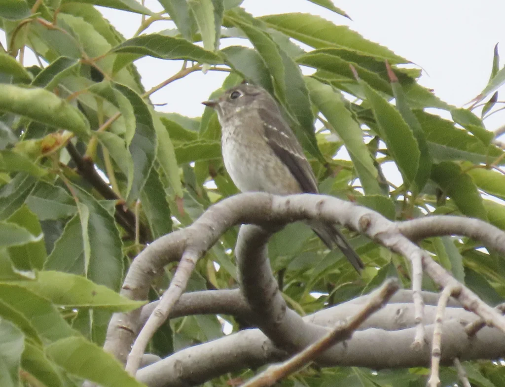 乌鹟(Muscicapa sibirica)