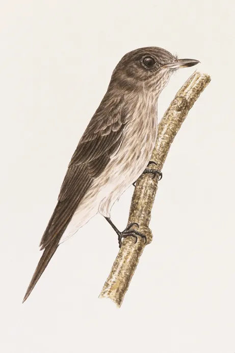 苏拉威西斑鹟（Muscicapa sodhii）