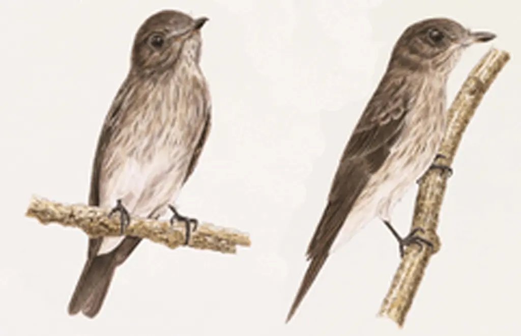 苏拉威西斑鹟（Muscicapa sodhii）