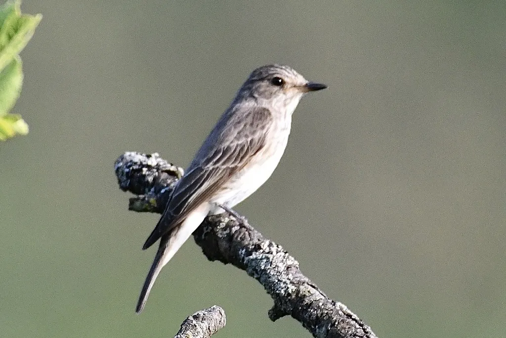 斑鹟(Muscicapa striata)