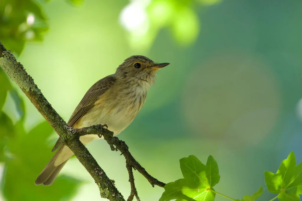 斑鹟(Muscicapa striata)