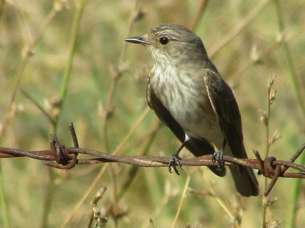斑鹟(Muscicapa striata)