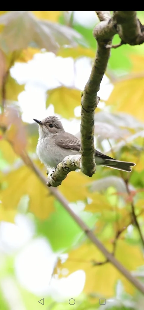 斑鹟(Muscicapa striata)