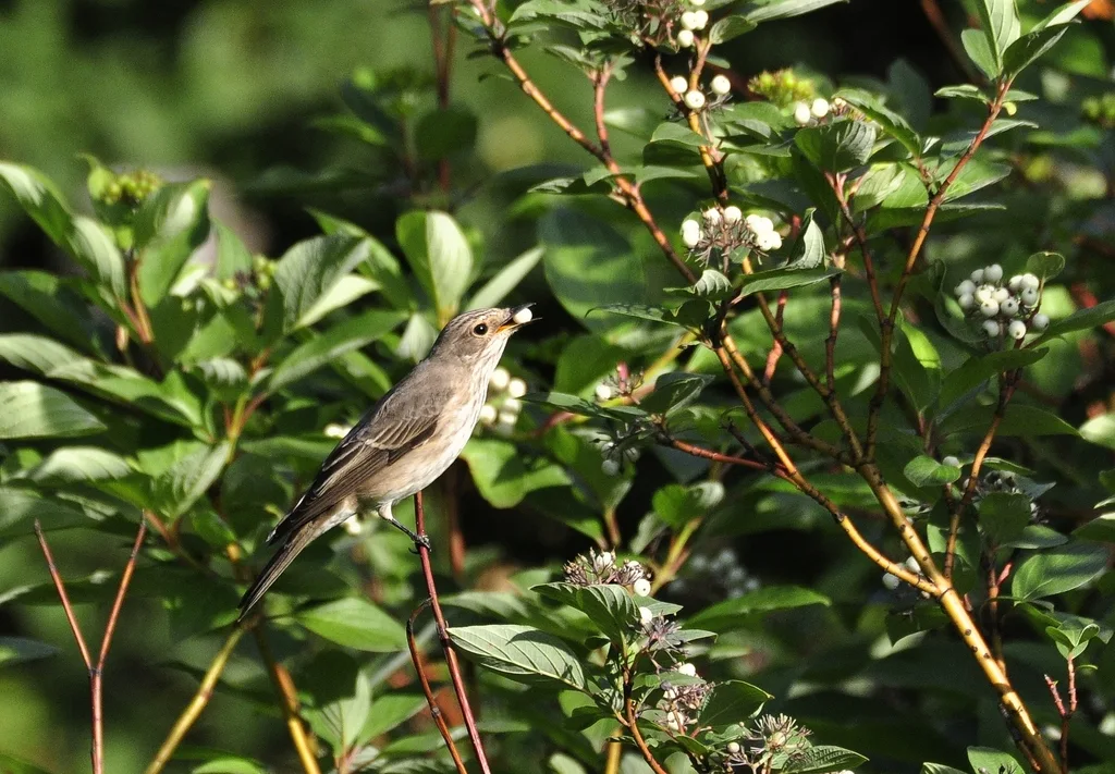 斑鹟(Muscicapa striata)