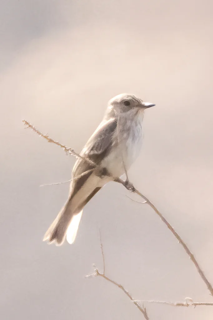 斑鹟(Muscicapa striata)