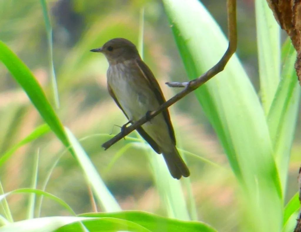 斑鹟(Muscicapa striata)