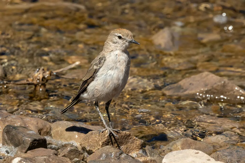 白眉地霸鹟(Muscisaxicola albilora)