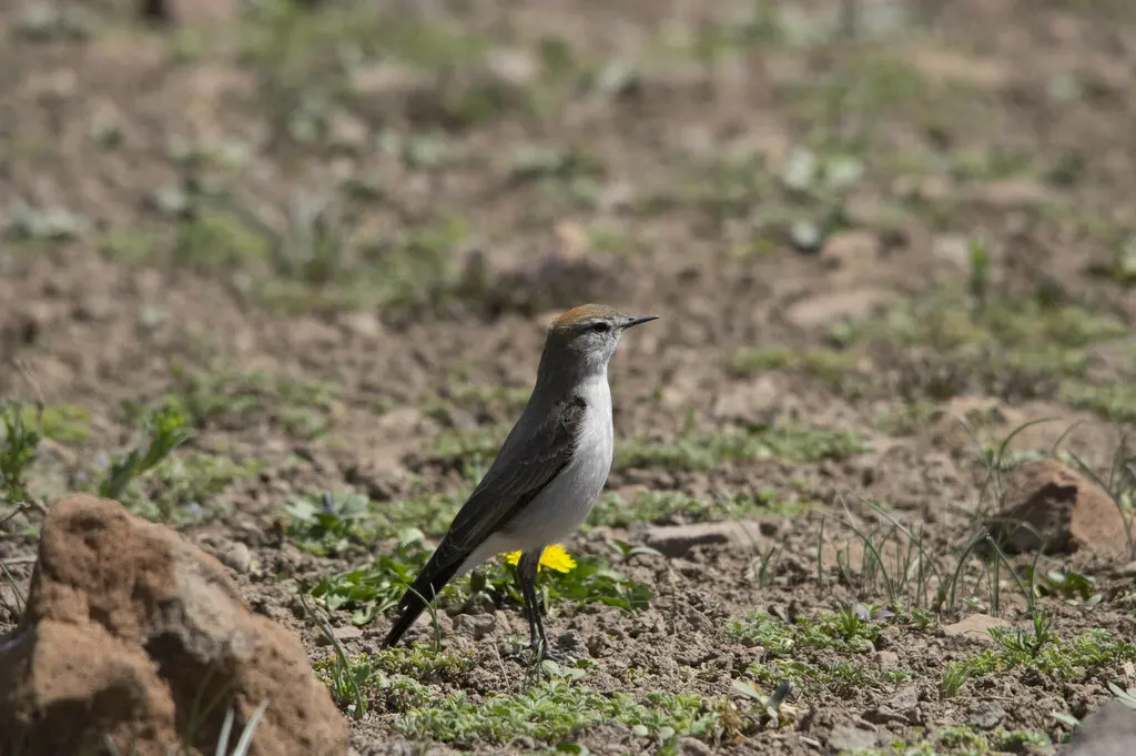 白眉地霸鹟(Muscisaxicola albilora)