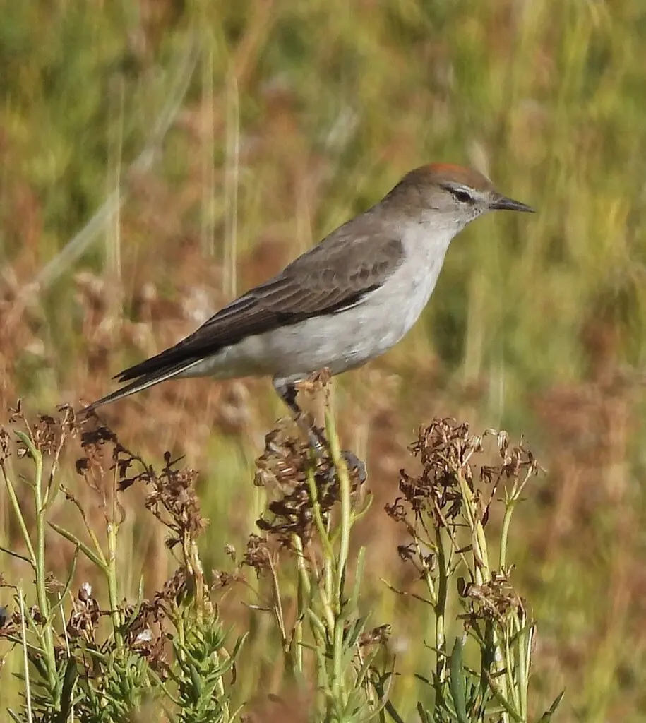 白眉地霸鹟(Muscisaxicola albilora)