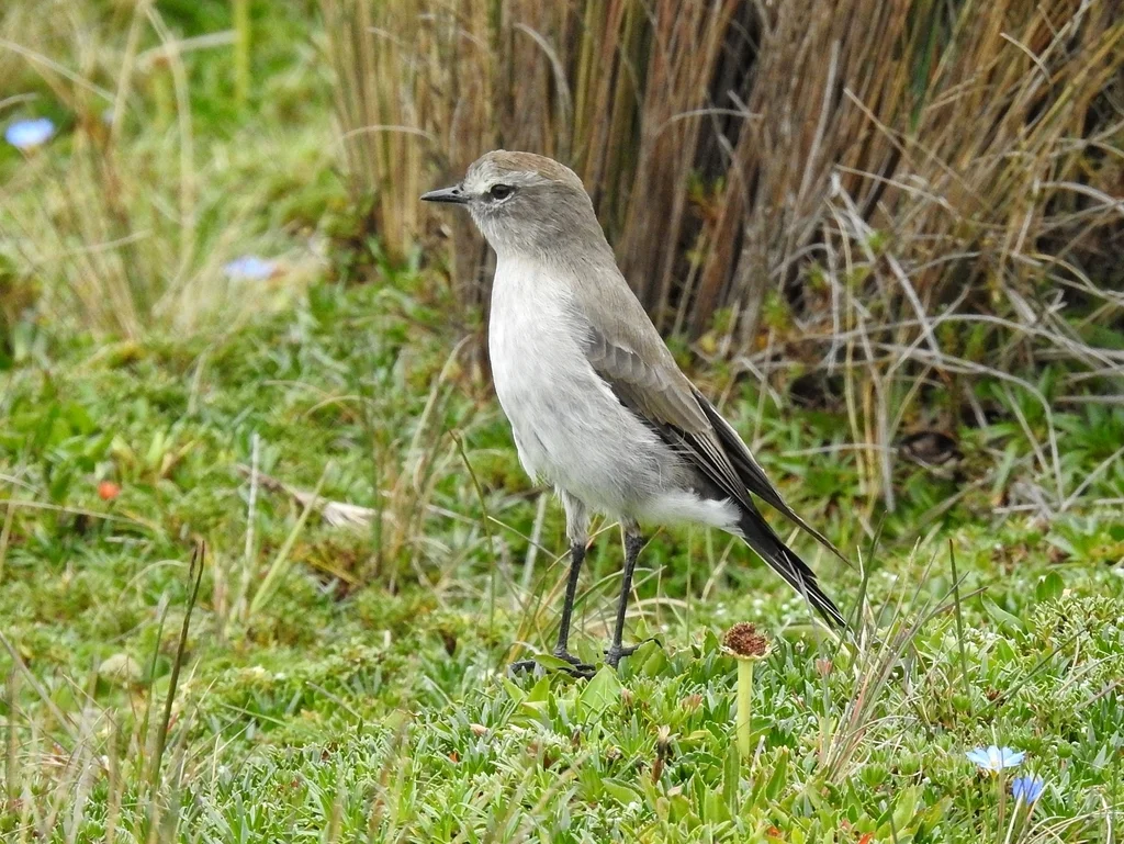 淡顶地霸鹟（Muscisaxicola alpinus）