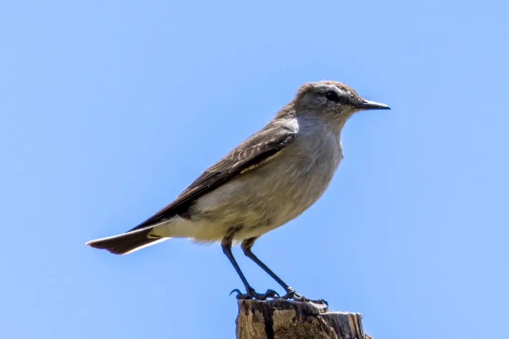 淡顶地霸鹟（Muscisaxicola alpinus）