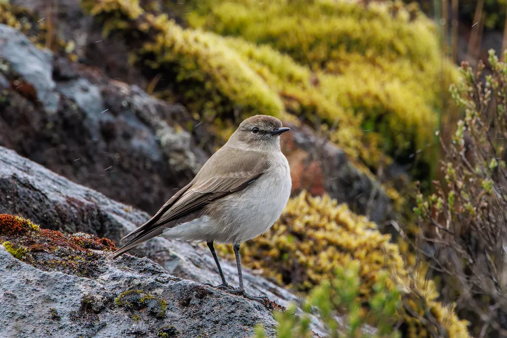 淡顶地霸鹟（Muscisaxicola alpinus）