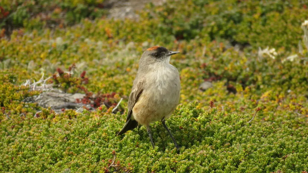 红腹地霸鹟（Muscisaxicola capistratus）