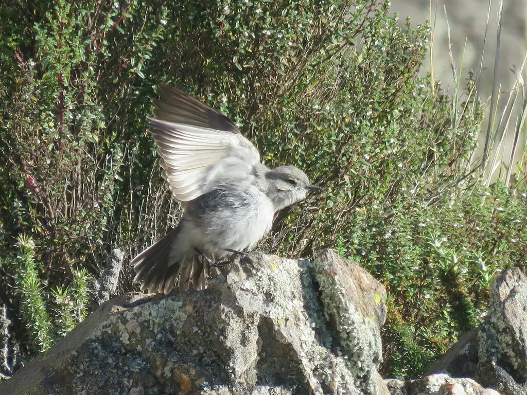 灰地霸鹟(Muscisaxicola cinereus)