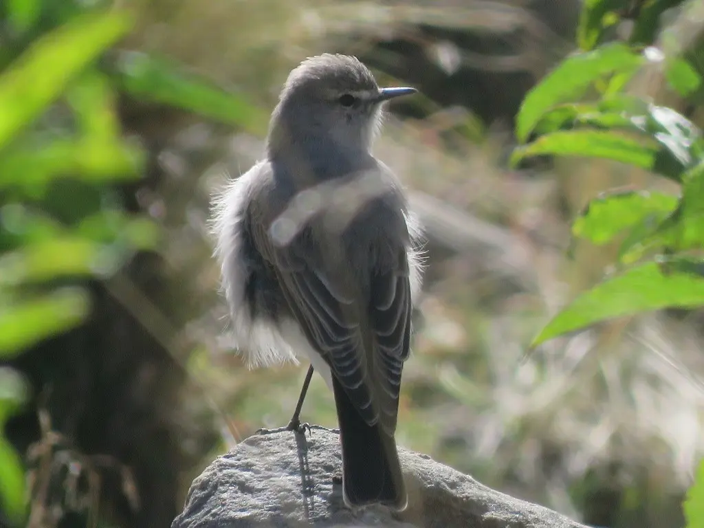灰地霸鹟(Muscisaxicola cinereus)