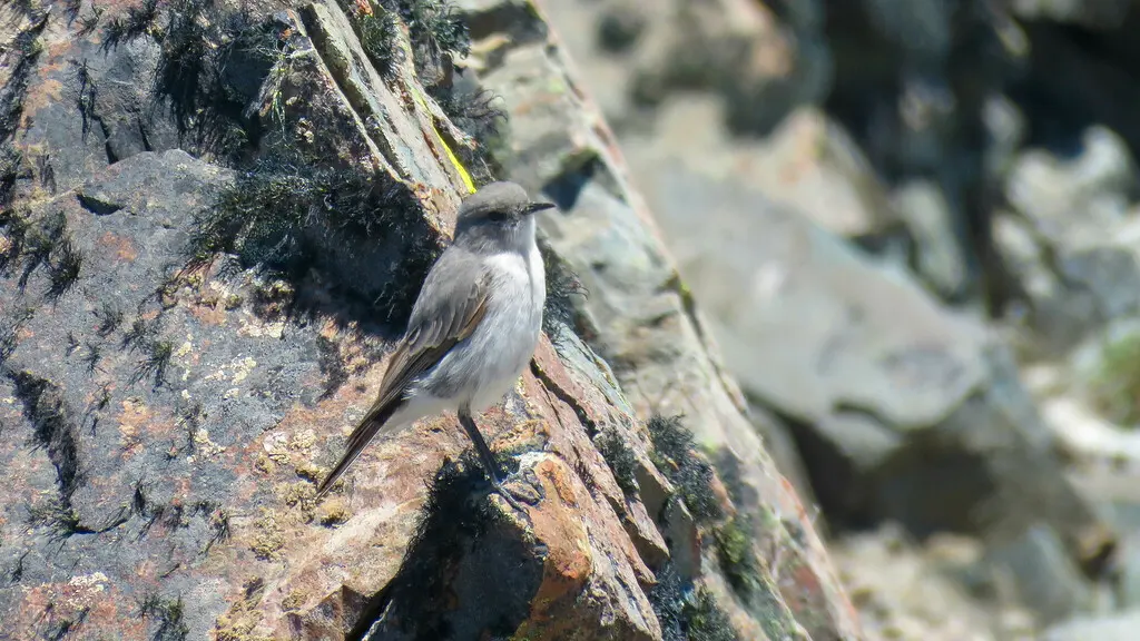灰地霸鹟(Muscisaxicola cinereus)
