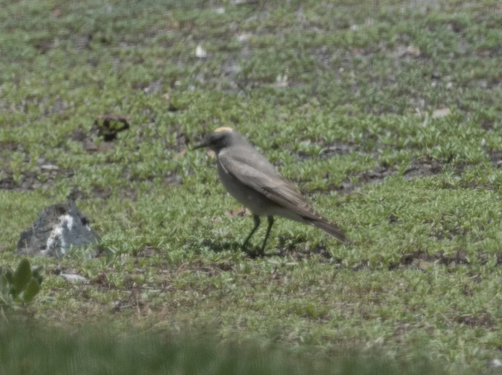 赭颈地霸鹟(Muscisaxicola flavinucha)
