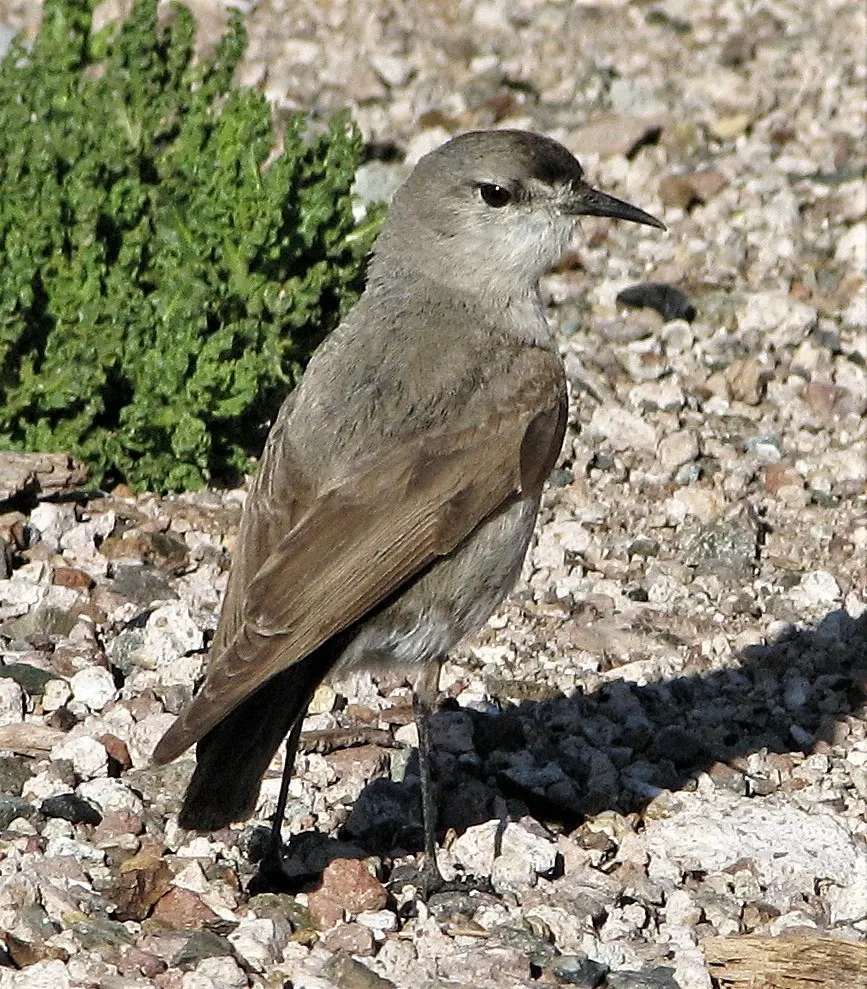 黑额地霸鹟(Muscisaxicola frontalis)