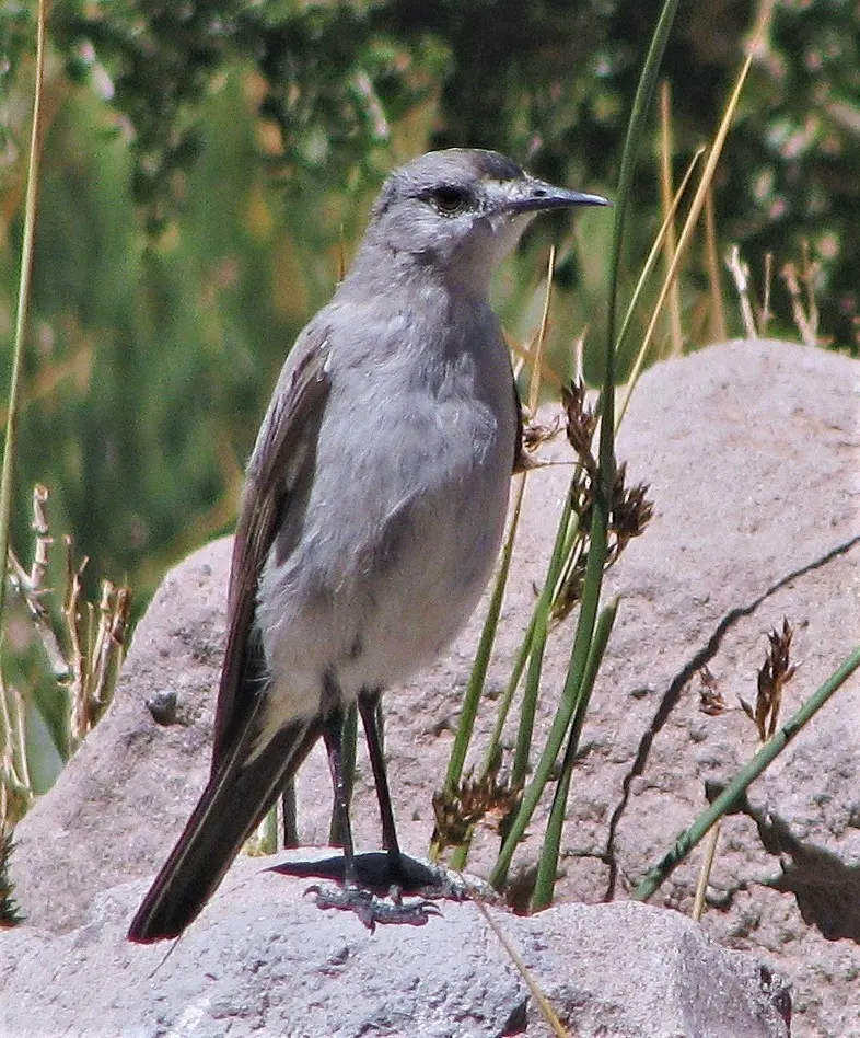 黑额地霸鹟(Muscisaxicola frontalis)