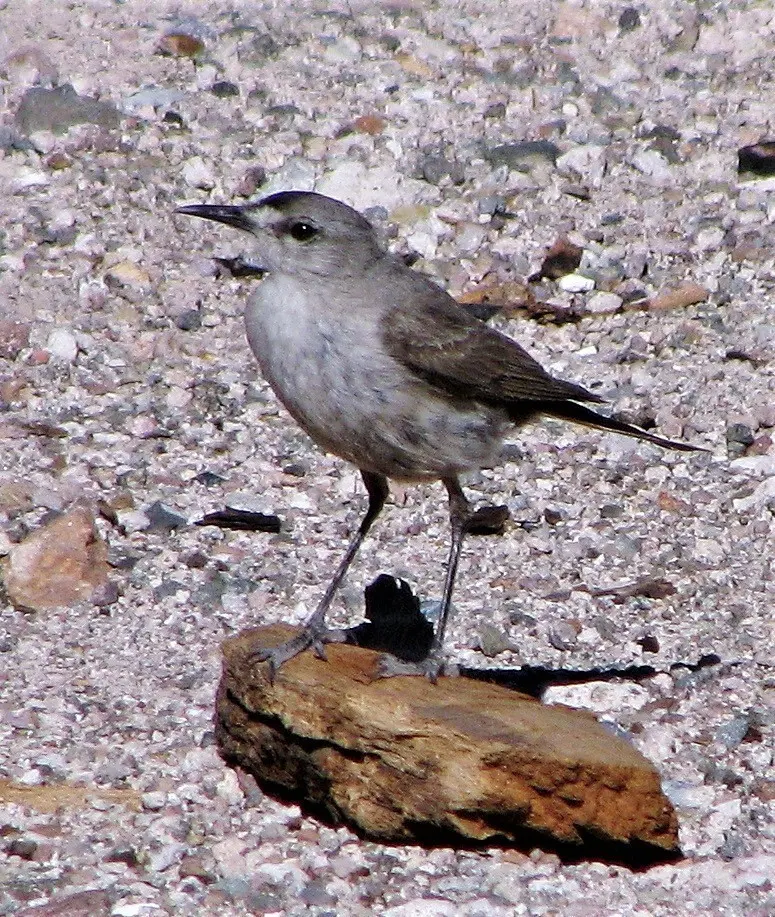 黑额地霸鹟(Muscisaxicola frontalis)
