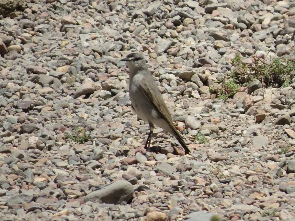黑额地霸鹟(Muscisaxicola frontalis)