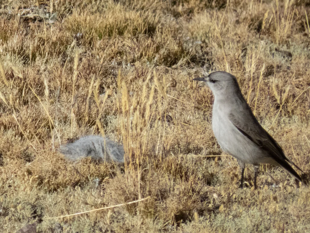 黑额地霸鹟(Muscisaxicola frontalis)