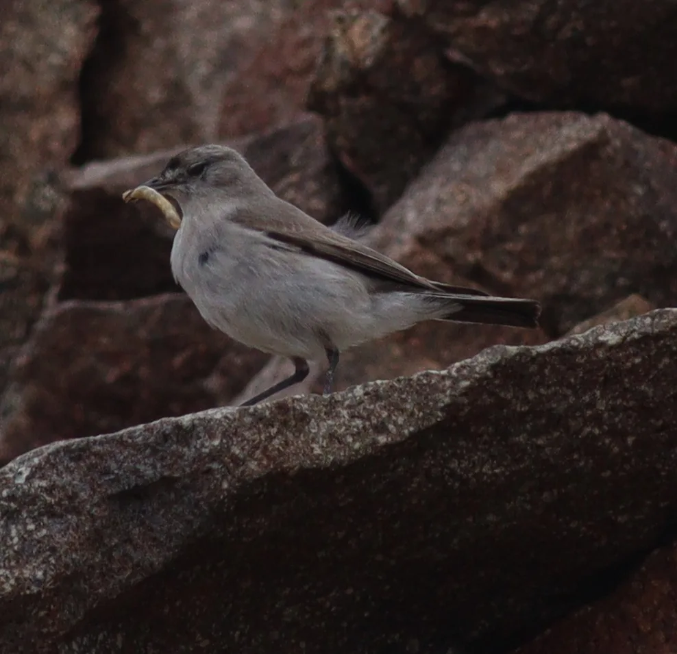 黑额地霸鹟(Muscisaxicola frontalis)